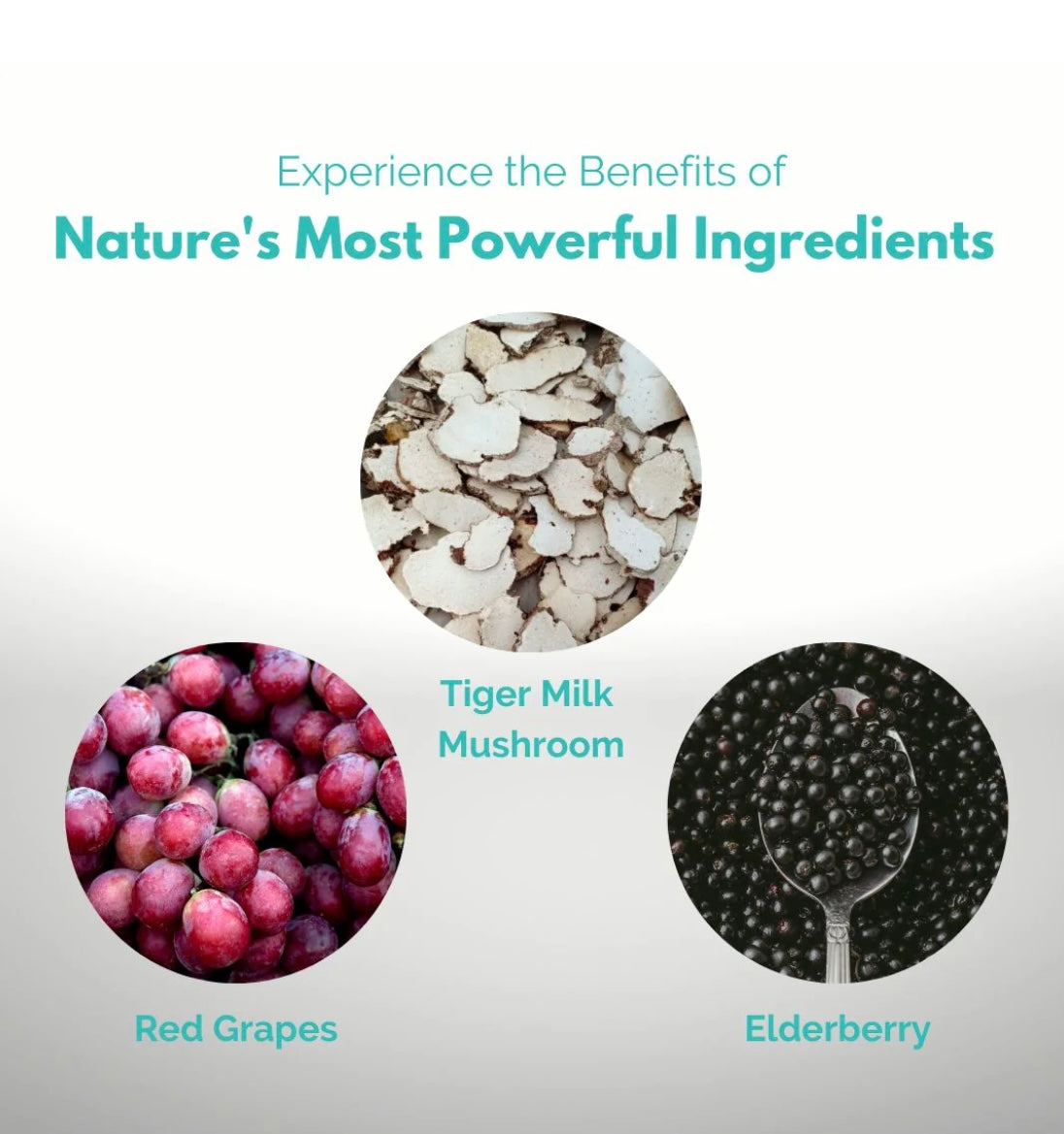 Tiger Milk Mushroom (30 Sachets)